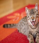 Top 20 Remedies to Get Rid of Cat Urine Smell on Carpet