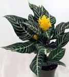 How to care for aphelandra at home, breeding methods and species description