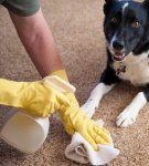 TOP 20 Remedies and Methods to Eliminate Dog Urine Smell at Home