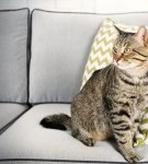 20 Remedies to Get Rid of Cat Urine Smell from the Couch