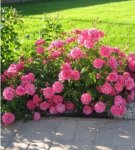 Rules for planting and caring for ground cover roses, cultivation and best varieties