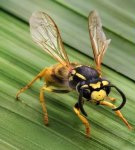 How to remove wasps from the house yourself, folk remedies and chemicals