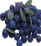 How to keep blueberries at home for the winter, rules and best ways