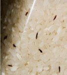 Why insects start in the rump and what to do, how to get rid of them and the best ways of excretion