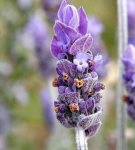 Rules for planting and caring for different types of lavender outdoors