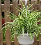 How to properly care for chlorophytum at home, especially for growing a flower