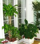 Descriptions and characteristics of the most favorable indoor flowers for the bedroom