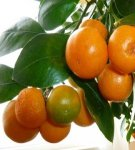 Rules for growing and caring for a tangerine tree at home