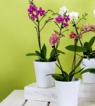 Step-by-step instructions for caring for orchids at home