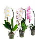 Step-by-step guide to caring for Phalaenopsis orchids at home