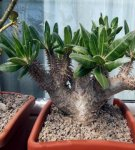 Rules for growing and caring for Pachypodium at home