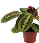 Caring for arrowroot at home, planting rules and tips for reproduction