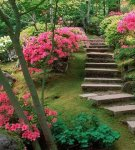 Planting and caring for a garden azalea in the open field, rules of cultivation