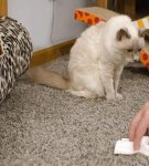 20 Best Ways to Clean Cat Urine From Clothes and Furniture