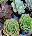 Caring for succulents at home and how to make soil with your own hands, rules for transplantation
