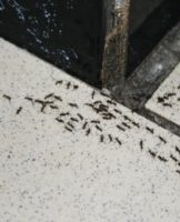 How to get rid and remove ants in a house and apartment, means to fight, how to poison