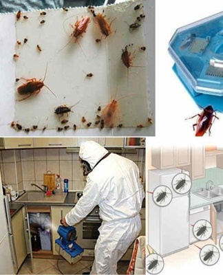 cockroach prevention