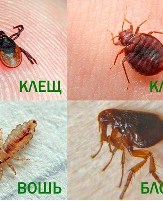 insects, fleas, louse