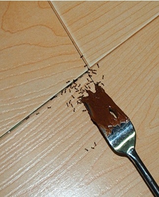 way to get rid of ants
