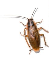 How to quickly get rid of cockroaches, the most effective way of excretion