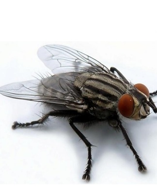 How to get rid of flies, tools, scarers and traps with your own hands