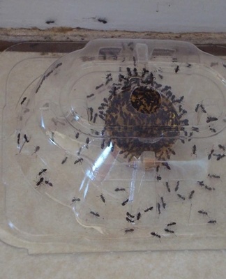 ant trap in the kitchen