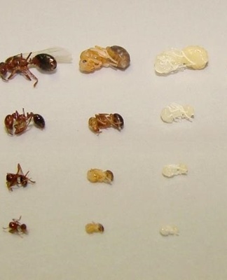 stages of ant development