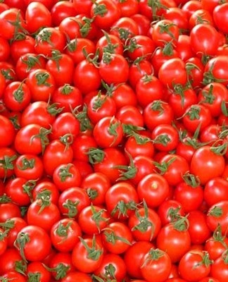 tomato harvest