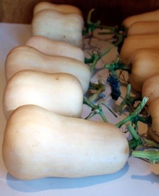 zucchini in the cellar