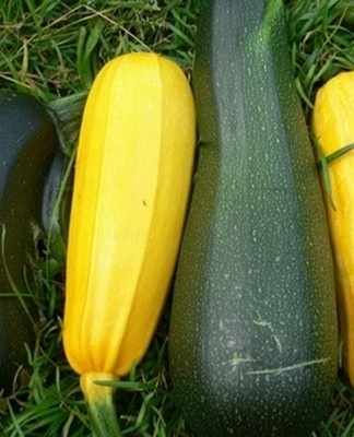 pick zucchini