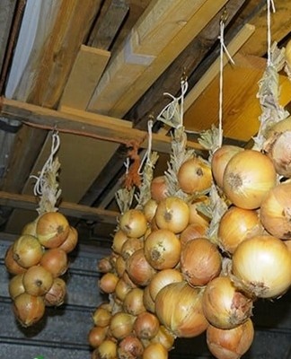 onions in the cellar