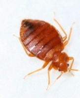 Description of the most effective chemicals and folk remedies for bedbugs