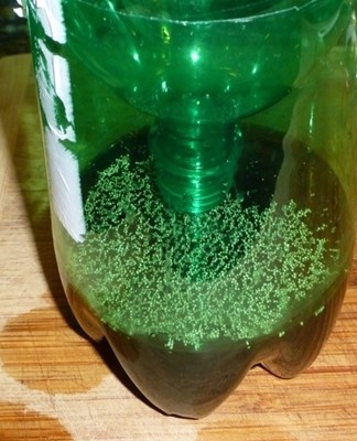 homemade mosquito trap