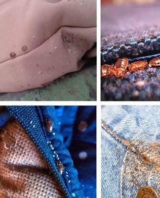 bed bugs in clothes