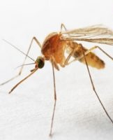 How to quickly get rid of mosquitoes in an apartment and house with folk and chemical means, rating of the best devices