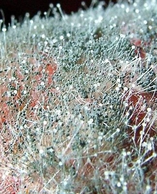appearance of mold