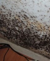 25 chemical and folk remedies to quickly get rid of mold from the walls of an apartment and house