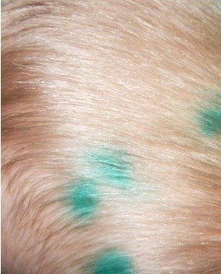 The hair absorbs the dye very quickly.