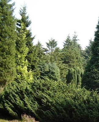 conifer trees