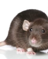How to quickly get rid of rats in the garage, a description of folk ways and methods