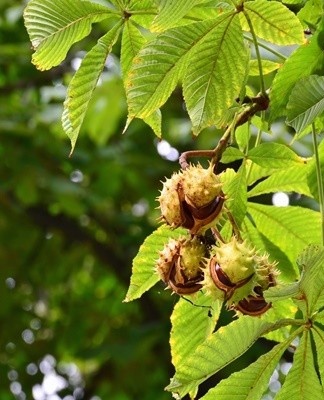  They will protect clothes and food from moths all year round.