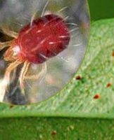 How to permanently get rid of spider mites on houseplants