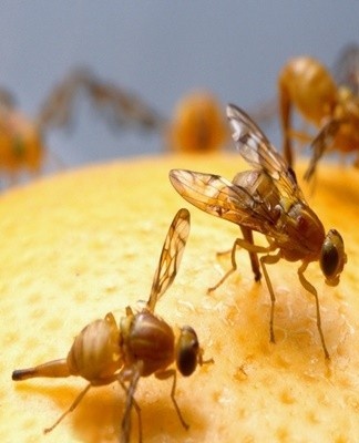 With a large accumulation of insects, regular maintenance of cleanliness in the room will help eliminate fruit flies.