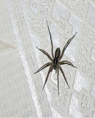 As for the cobweb, you should make it a rule to clean it daily.