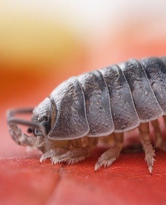 The appearance of wood lice in the house is always a big surprise, but if you wish, you can predict their appearance