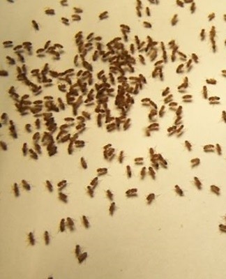 Where do fruit flies come from and how to get rid of them