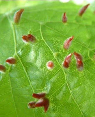 A cereal lover also does not disdain indoor flowers.