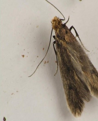  If a mole appears, you should take all measures to get rid of it.