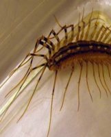 25 best remedies for wood lice in an apartment and house, how to get rid of them