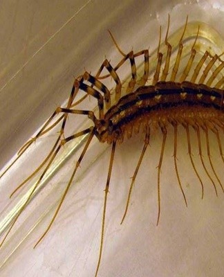 Wood lice can travel through pipes from one apartment to another, remaining unnoticed.